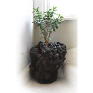 Rootwood Scholars Object